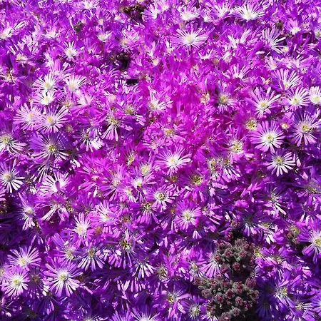 Etna 1703 Bed and Breakfast